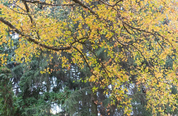 Vackra Bladverk Björkar Gul Cool Höstdag Stadspark — Stockfoto