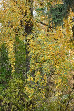 Sonbahar durumunu güzel serin bir günde doğada bir şehir parkı