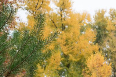 Sonbahar durumunu güzel serin bir günde doğada bir şehir parkı