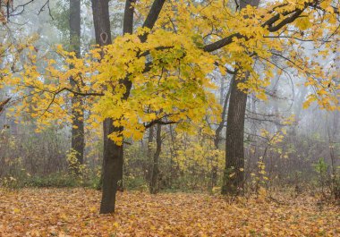 Sisli Ekim sabahın erken saatlerinde doğanın güzel sonbahar devlet
