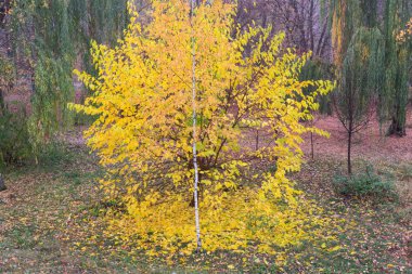 Sisli Ekim sabahın erken saatlerinde doğanın güzel sonbahar devlet