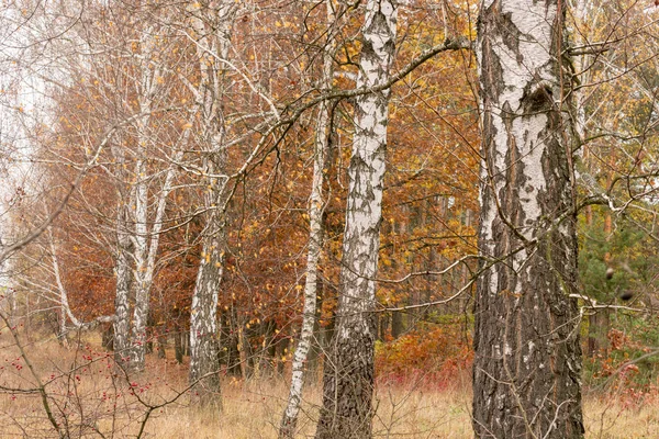 자연의가 국가의 배경에 화이트 자작나무 — 스톡 사진