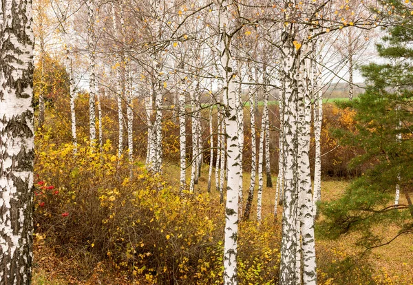 Doğa Sonbahar durumunu arka plan üzerinde beyaz huş ağacı
