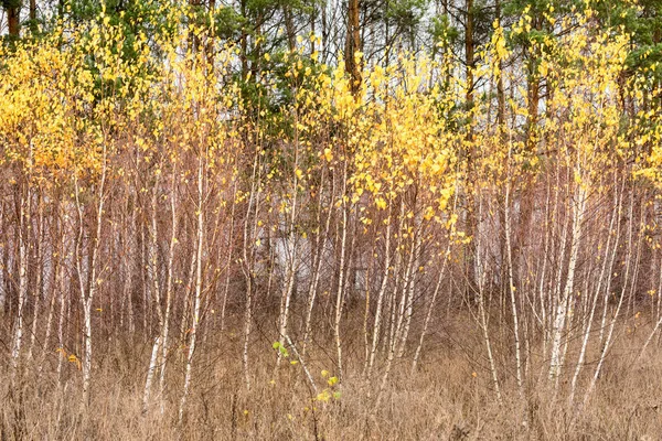 Doğa Sonbahar durumunu arka plan üzerinde beyaz huş ağacı