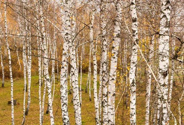 White Birch Background Autumn State Nature — Stock Photo, Image