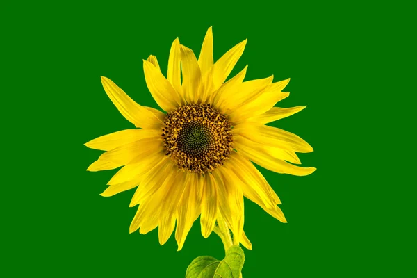 Yellow Sunflower Green Background — Stock Photo, Image