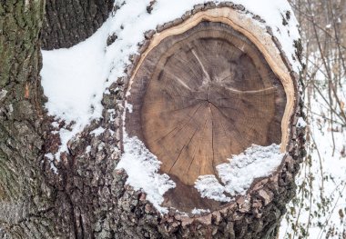 Meşe bir gövde kesme kökenli karla kaplı