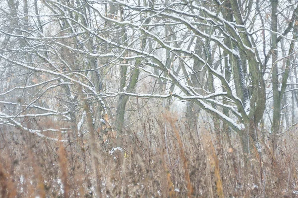 Arbres Dans Neige Par Une Journée Nuageuse Grise — Photo