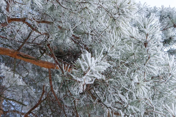 Büyük bir eski çam dalları ile hoarfrost bir soğuk kış gününde kaplı.