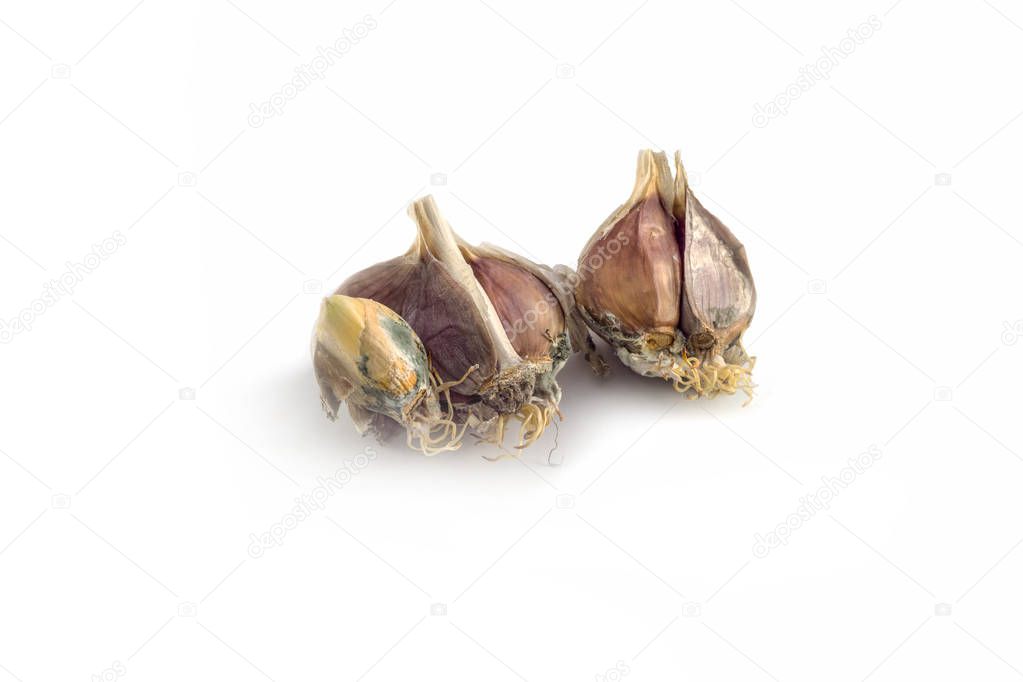 Spoiled garlic due to improper storage on a white background