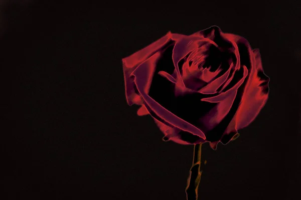 Stylizowany Wizerunek Czerwona Róża Czarnym Tle — Zdjęcie stockowe