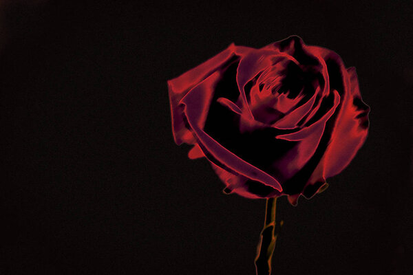 Stylized image of a red rose on a black background