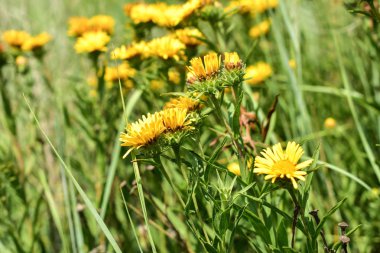 Bir açık güneşli yaz gününde sarı kır çiçekleri
