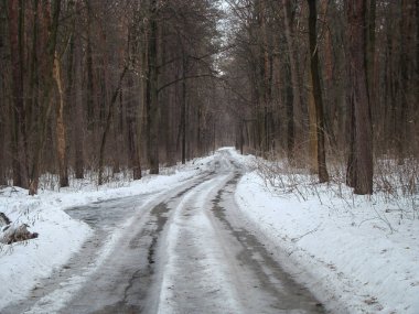 Erken baharda bir çam ormanı içinde yol  