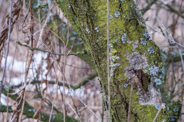 Eski bir meyve ağacının gövde yosun kaplı