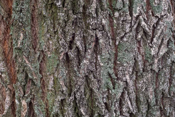 Casca Uma Árvore Velha Closeup Como Fundo — Fotografia de Stock