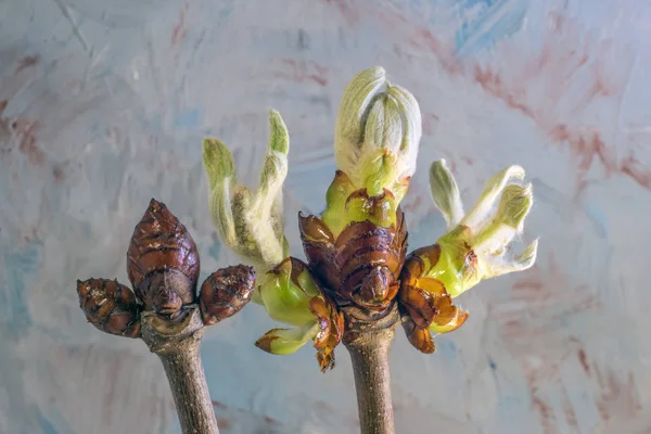 Blossoming Unblown Chestnut Branches Gray Background Close — Stock Photo, Image