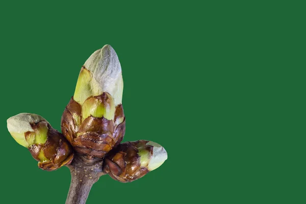 Första Våren Spirar Ett Träd Grön Bakgrund — Stockfoto