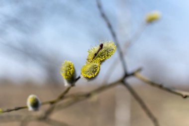 Erken baharda Willow Bloom