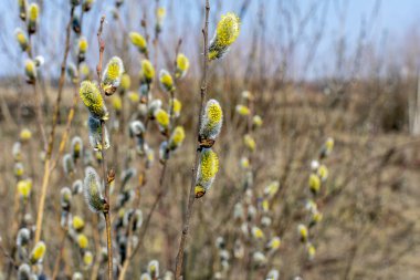 Erken baharda Willow Bloom