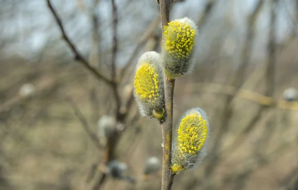 早春の柳咲き — ストック写真