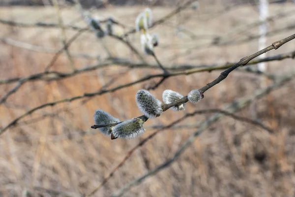 Vide Blomning Tidigt Våren — Stockfoto