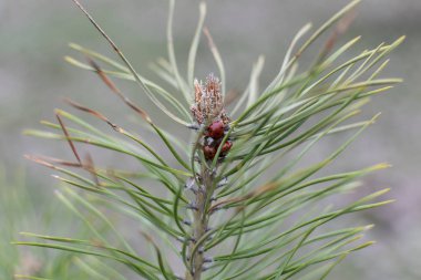 Soğuktan saklandı çam ve ladybugs, Genç şube