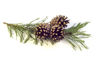 Meyve ve çam beyaz bir arka plan üzerinde fışkın