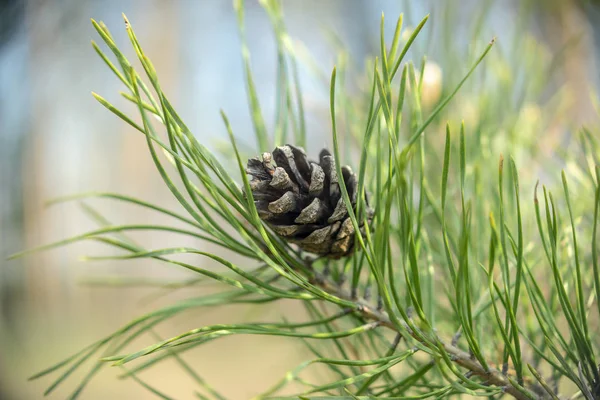 Pine Cone Wazig Voorjaar Achtergrond Close — Stockfoto