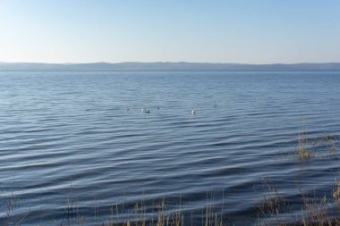 Kuğularla dolu geniş bir nehirde ilkbahar sabahı