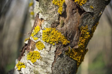 Yosun kaplı ağaç kabuğu