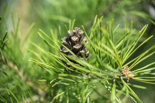 Pine Cone Een Veer Onscherpe Achtergrond — Stockfoto