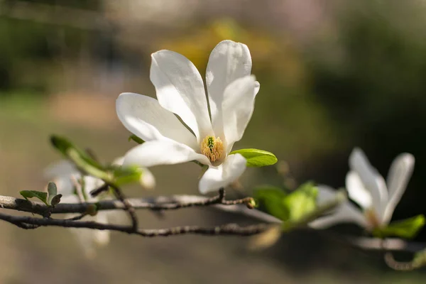 White Magnolia Blooms Spring — 스톡 사진