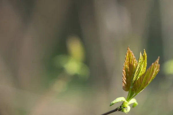 Folha Primavera Árvore Fundo Embaçado — Fotografia de Stock