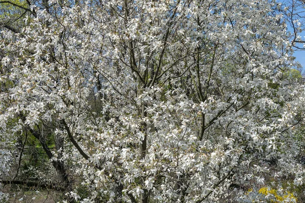 Parkta Güneşli Bir Bahar Gününde Beyaz Manolya Çiçek Açar — Stok fotoğraf
