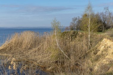 Erken ilkbahar sabahı nehrin kıyısında iki genç huş ağacı