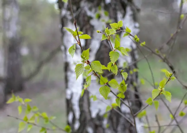 Young Bright Green Spring Leaves Birch Background Wood — 스톡 사진