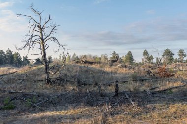 Sabahın erken saatlerinde çıkan yangından sonra ormanın bir bölümü