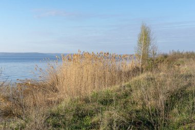 Nehrin kıyısındaki huş ağacında, baharın başlarında sazlıkların arasında.