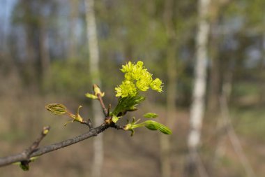 Bulanık bir orman arka plan üzerinde çiçek açan akçaağaç bir dal