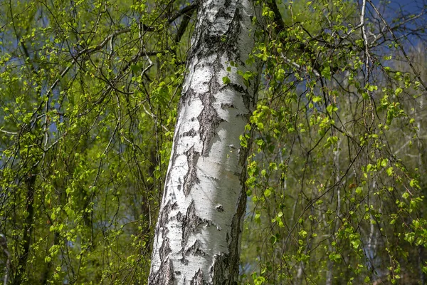 Біла Береза Фоні Зелених Весняних Дерев — стокове фото