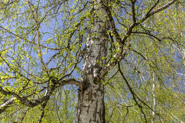 화창한 오래된 자작나무 — 스톡 사진