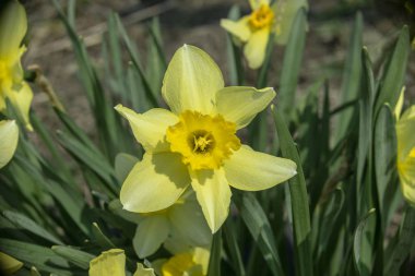Sarı nergis çalıların arasında bulanık bir arka planda