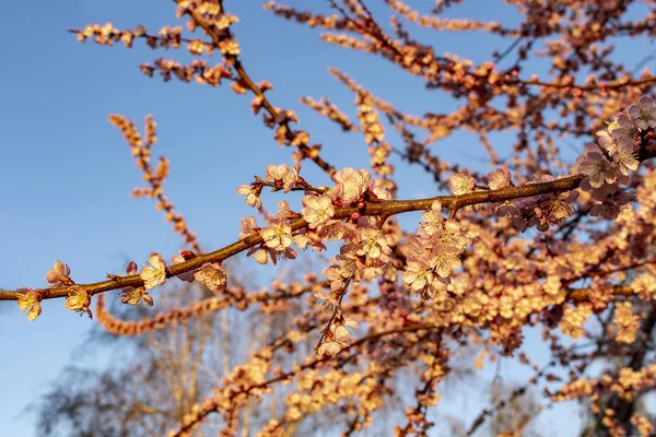 Blossom Fruktträd Våren Tidigt Morgonen — Stockfoto