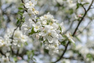 Güneşli bir bahar gününde elma çiçek açar.