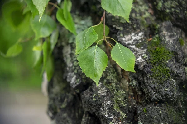 Frühlingsbirkenblätter Auf Dem Hintergrund Eines Stammes Einem Regnerischen Tag — Stockfoto