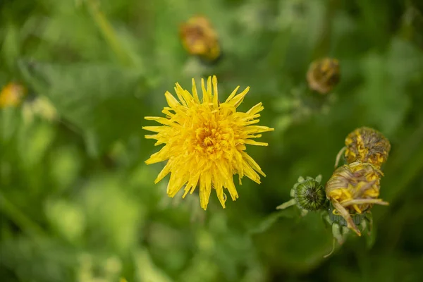 緑の草の背景に黄色のタンポポの花 — ストック写真