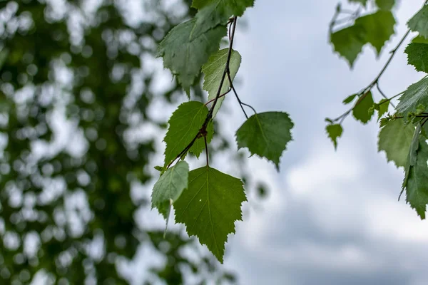 Σημύδα Πράσινα Φύλλα Στο Φόντο Των Δέντρων Και Έναν Βροχερό — Φωτογραφία Αρχείου