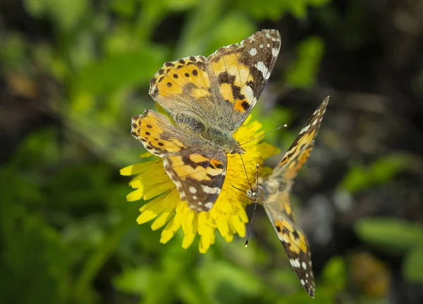 Piękny Motyl Kwiat Mniszka Jasny Dzień Wiosny — Zdjęcie stockowe