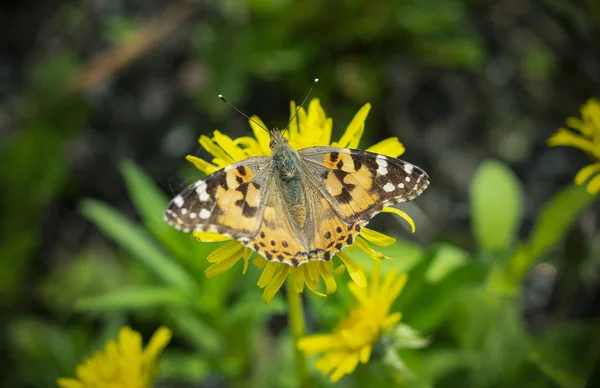 Hermosa Mariposa Una Flor Diente León Día Claro Primavera — Foto de Stock